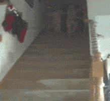 GIF by America's Funniest Home Videos