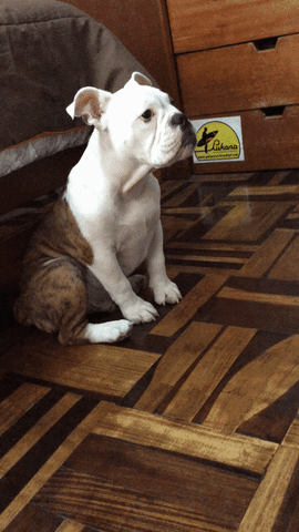 priscila  GIF