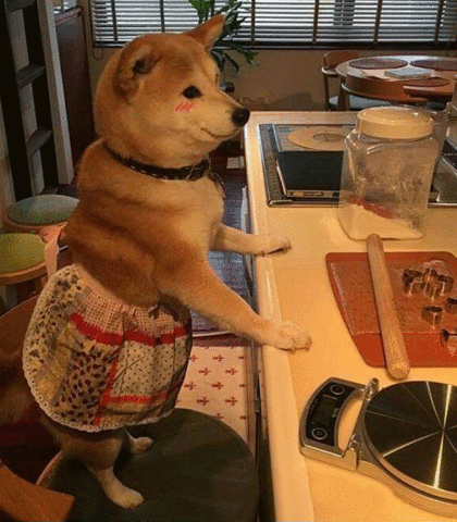 nevilk shiba shibainu inu kawaii dog GIF