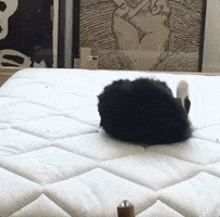 Cat GIF by Chris