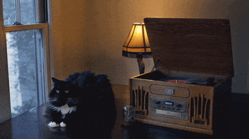 Record Player Cat GIF by Nightflare Creative