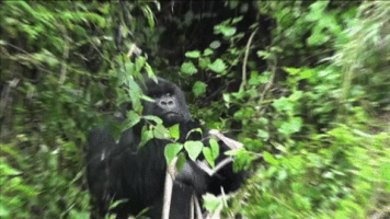 Gorilla Reaction GIF