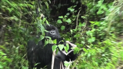 Image result for gorilla animated gif