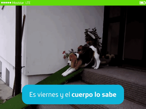 Dog Promo GIF by Movistar Ecuador