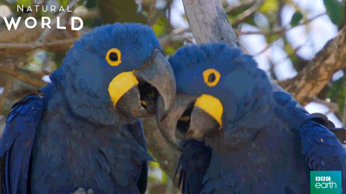 natural world love GIF by BBC Earth