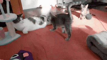 ordinary  GIF