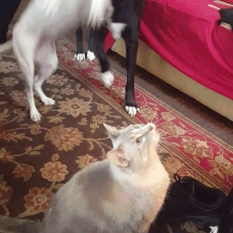 medob  GIF