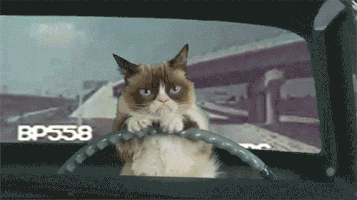 DennisMD driving grumpy cat GIF