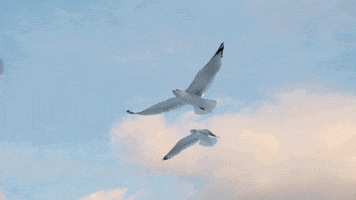Seagulls GIF by erica shires