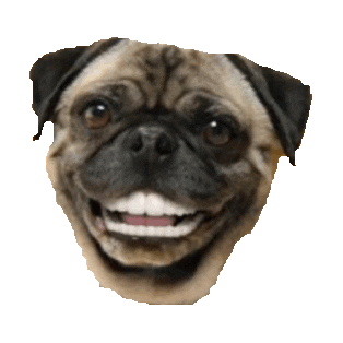 Teeth Pug Sticker by imoji
