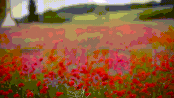 RobertaBelfontali peace imgur poppy rosso GIF