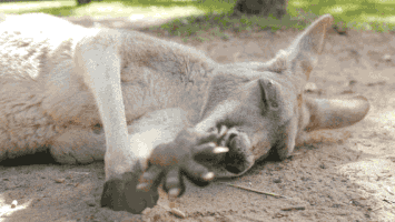 thisisqueensland huh wake up listening say what GIF