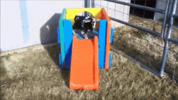 Tort  GIF