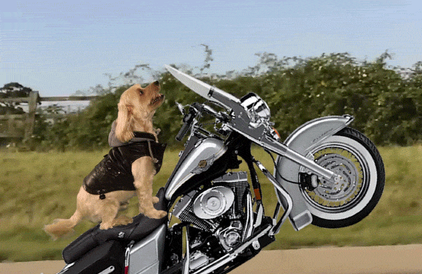 Harley Davidson S Find And Share On Giphy
