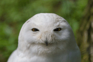 nkmedveyahoocom  GIF