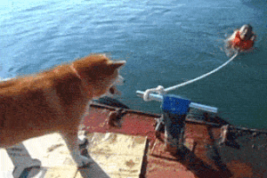 shubhamdawra saving life saving dog saving man GIF