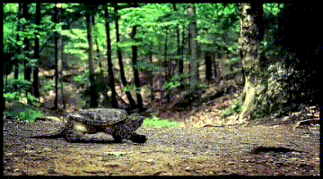 jonnyrebb turtle snapper snapping turtle snapper turtle GIF