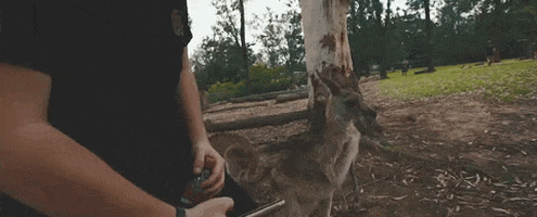 selfie kangaroo GIF by State Champs