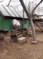 big chicken GIF