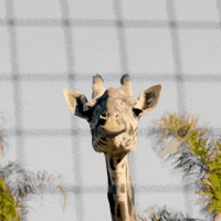 dramatic giraffe GIF by San Diego Zoo