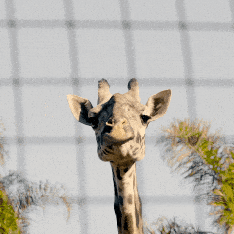 Für eine Giraffe musst du wohl noch etwas wachsen Eine Babygiraffe könnte aber