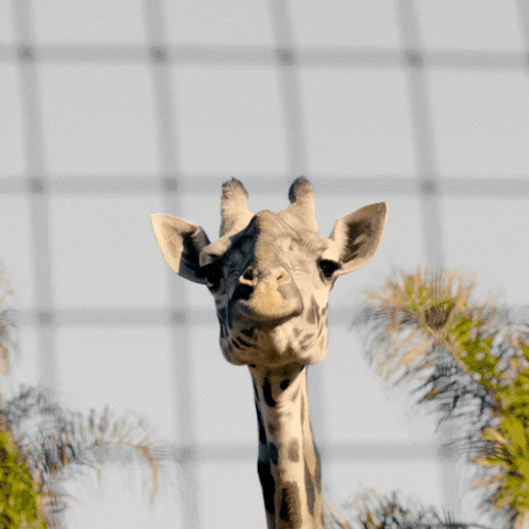 Drama Bear GIF by San Diego Zoo Wildlife Alliance