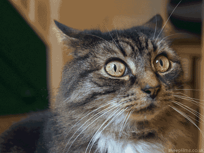 Suspicious Cat GIF by sheepfilms - Find & Share on GIPHY