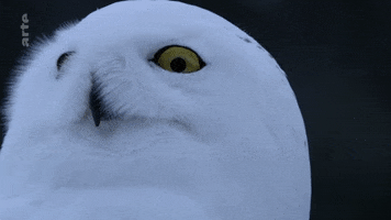 awkward snowy owl GIF by ARTE
