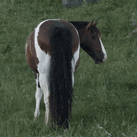 horse what GIF by Bud Light