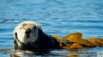 blue planet otters GIF by BBC America