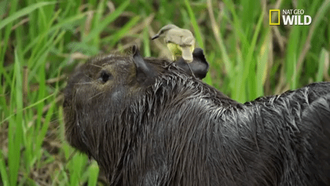 savage kingdom big cat week GIF by Nat Geo Wild