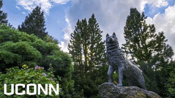 uconn jonathan the husky GIF