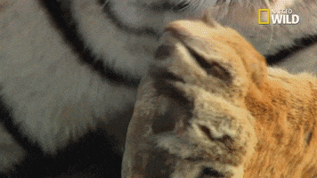 tiger licking GIF by Nat Geo Wild 