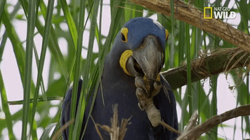 parrot GIF by Nat Geo Wild 