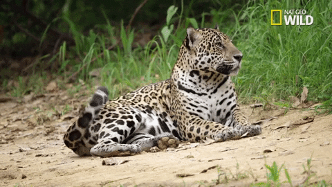 Resultado de imagen para gif jaguar