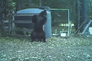 Bear Nuts GIF