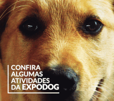 codec expodog GIF