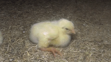 benoitvandenbroeck kip dieren vlees GIF