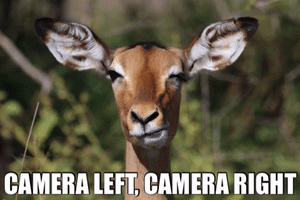 Photography GIF