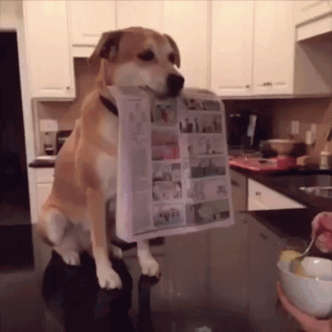 Breakfast Newspaper GIF - Find & Share on GIPHY