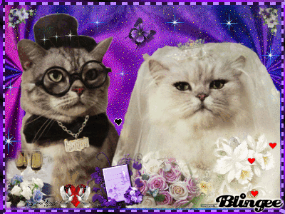 Cat Wedding GIFs - Get the best GIF on GIPHY