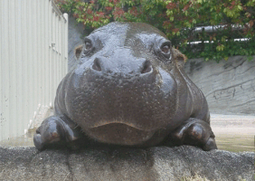 scottreeves-8f1d baby hippo GIF
