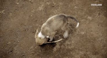 200.gif?cid=fc005b08f8ab55b4230e8b4d6bf02f79ddf10674f5be4cf4&rid=200.gif&ct=g