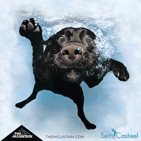 mountainartwear dog dogs swimming swim GIF