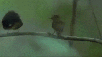 birds flirting GIF