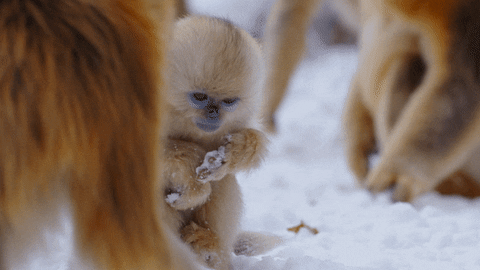 Monkey GIF by Disneynature - Find & Share on GIPHY