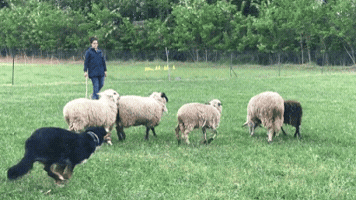 lucianoaiello  GIF