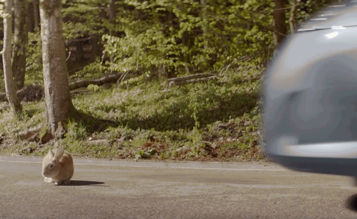 Rabbit in the Road