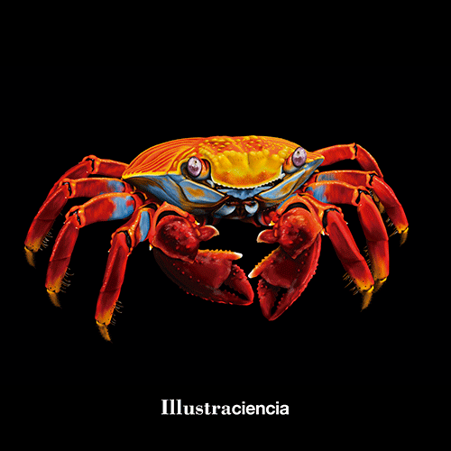 illustraciencia dibujo cangrejo sciart GIF