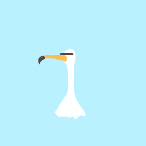 man utd seagull GIF by Dan Leydon